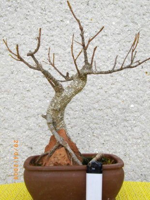 faszinatin_bonsai-2016_04_20016001.jpg
