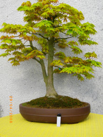 faszinatin_bonsai-2016_04_20023011.jpg